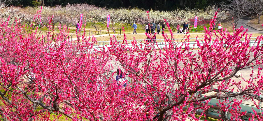 A Famous Place for Japanese Plum Filled with the Various Colors of the Seasons