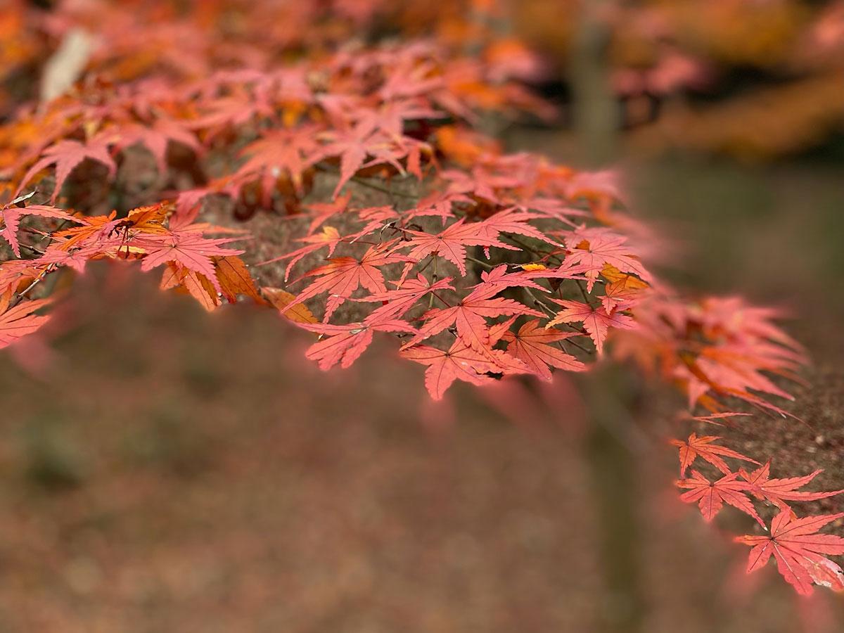 日長神社の紅葉まつり