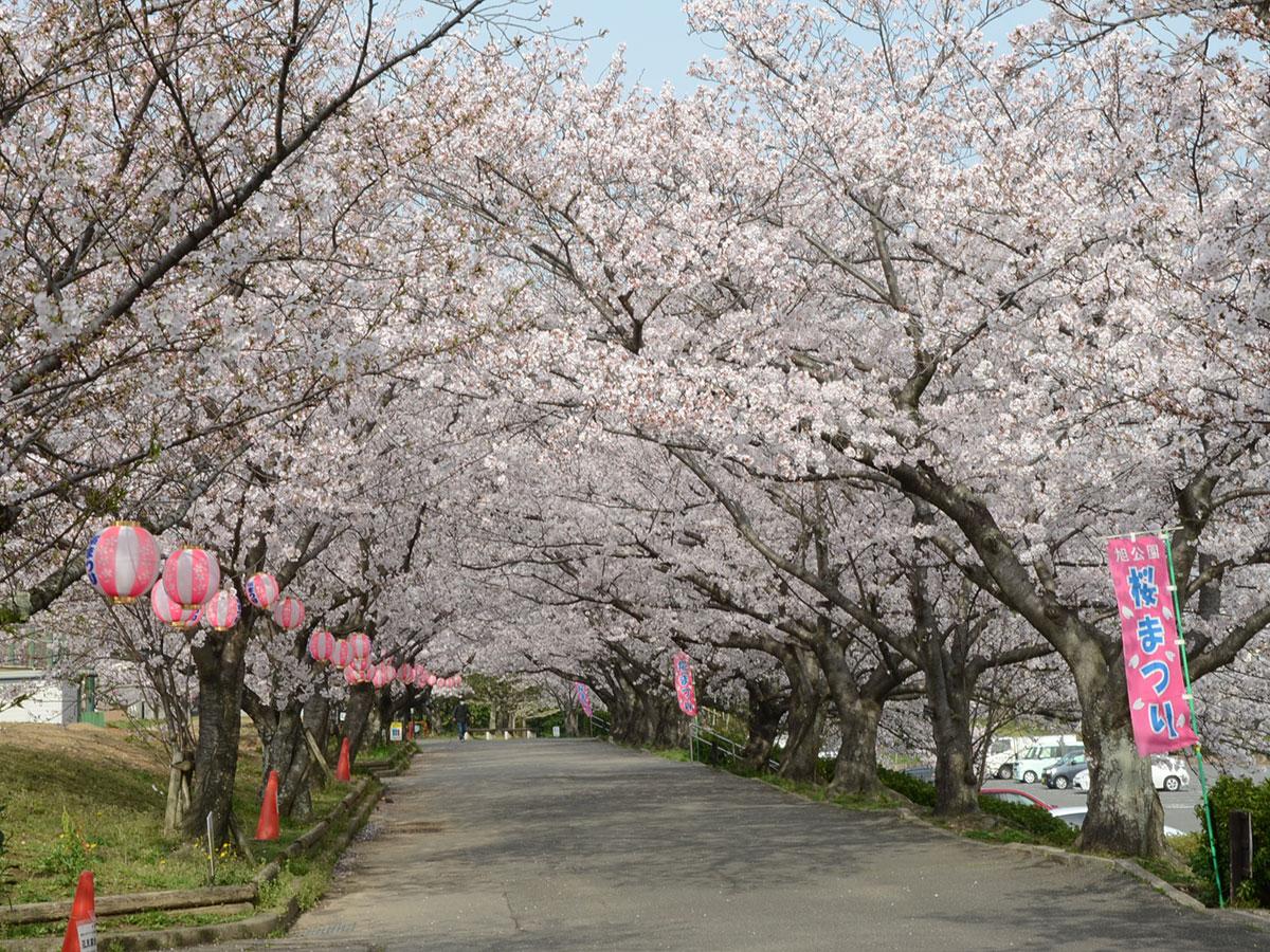 旭公園の桜まつり