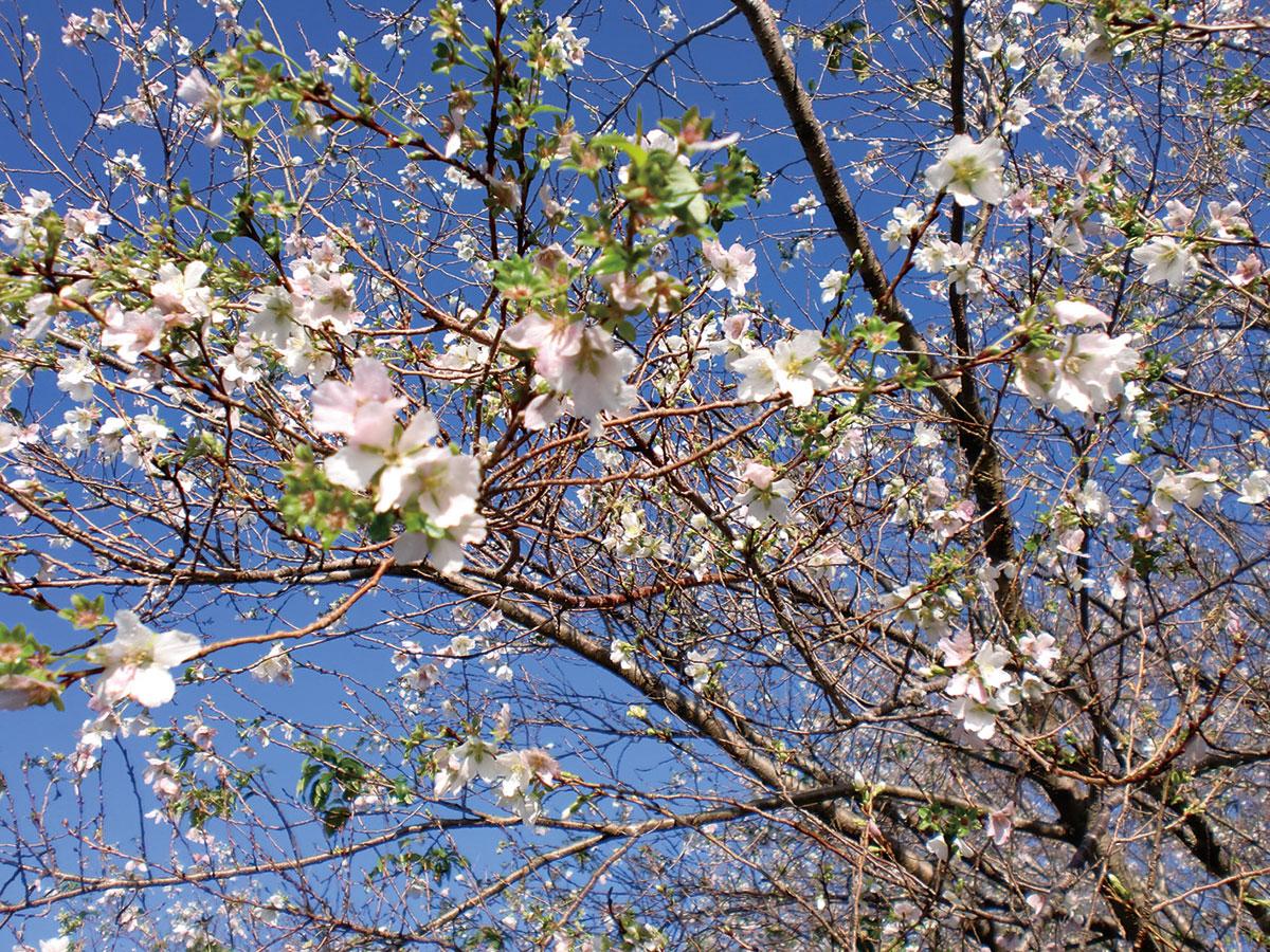 大興寺の四季桜まつり