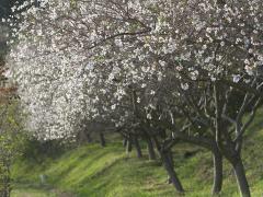 大興寺の四季桜まつり