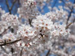 旭公園の桜まつり