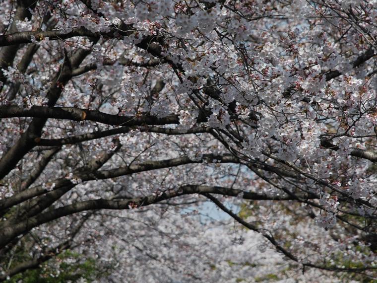 知多運動公園の桜