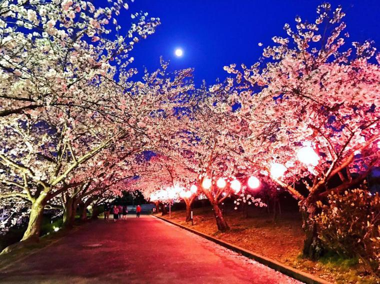 旭公園の桜