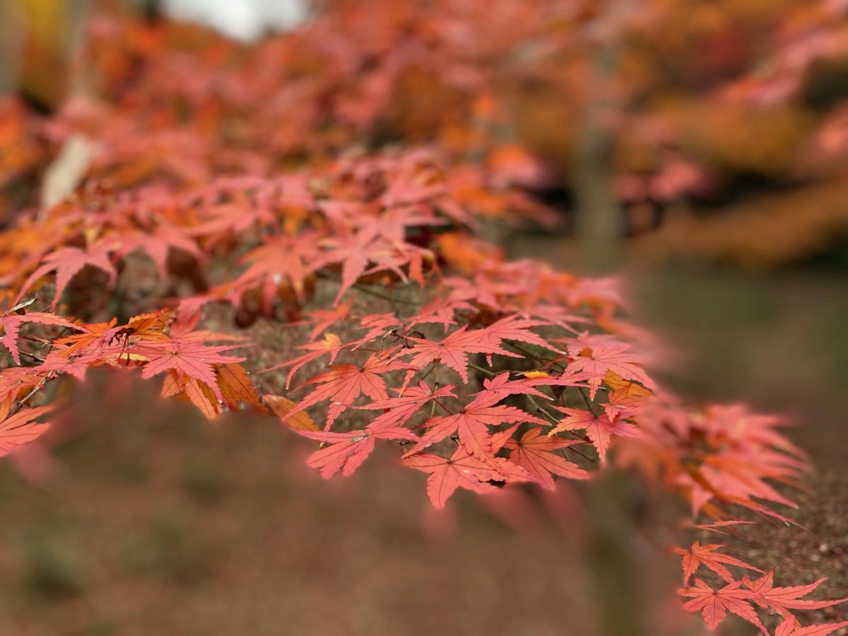 日長神社の紅葉