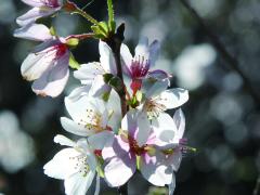 大興寺の四季桜
