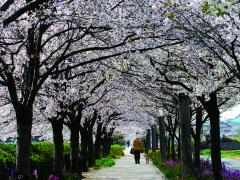 佐布里パークロードの桜、ツツジ、梅
